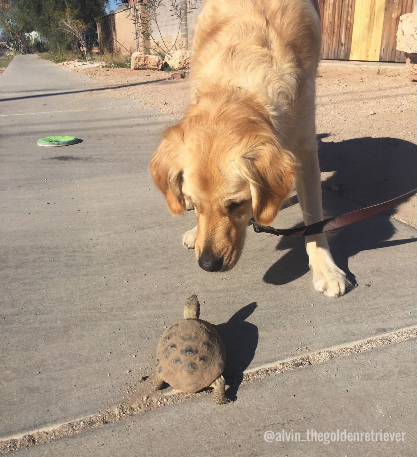 Share your desert tortoise photos